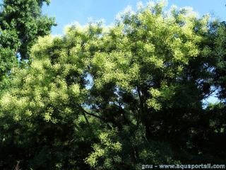 L'arbre des pagodes, le sophora du Japon