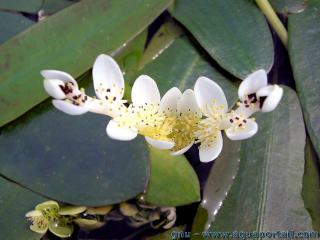 La superbe fleur de la vanille aquatique Aponogeton distachyos