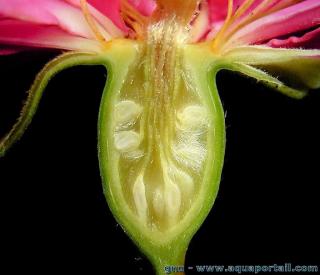 hypanthe