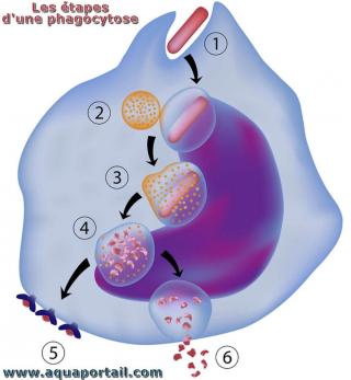 phagocytose