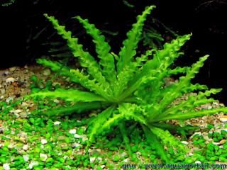 La planta estrella Pogostemon helferi en el acuario