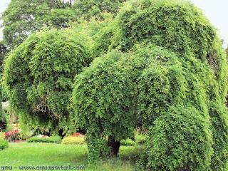 Styphnolobium japonicum pendula