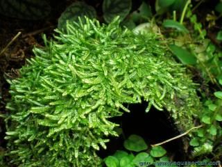 Vesicularia dubyana en paludarium