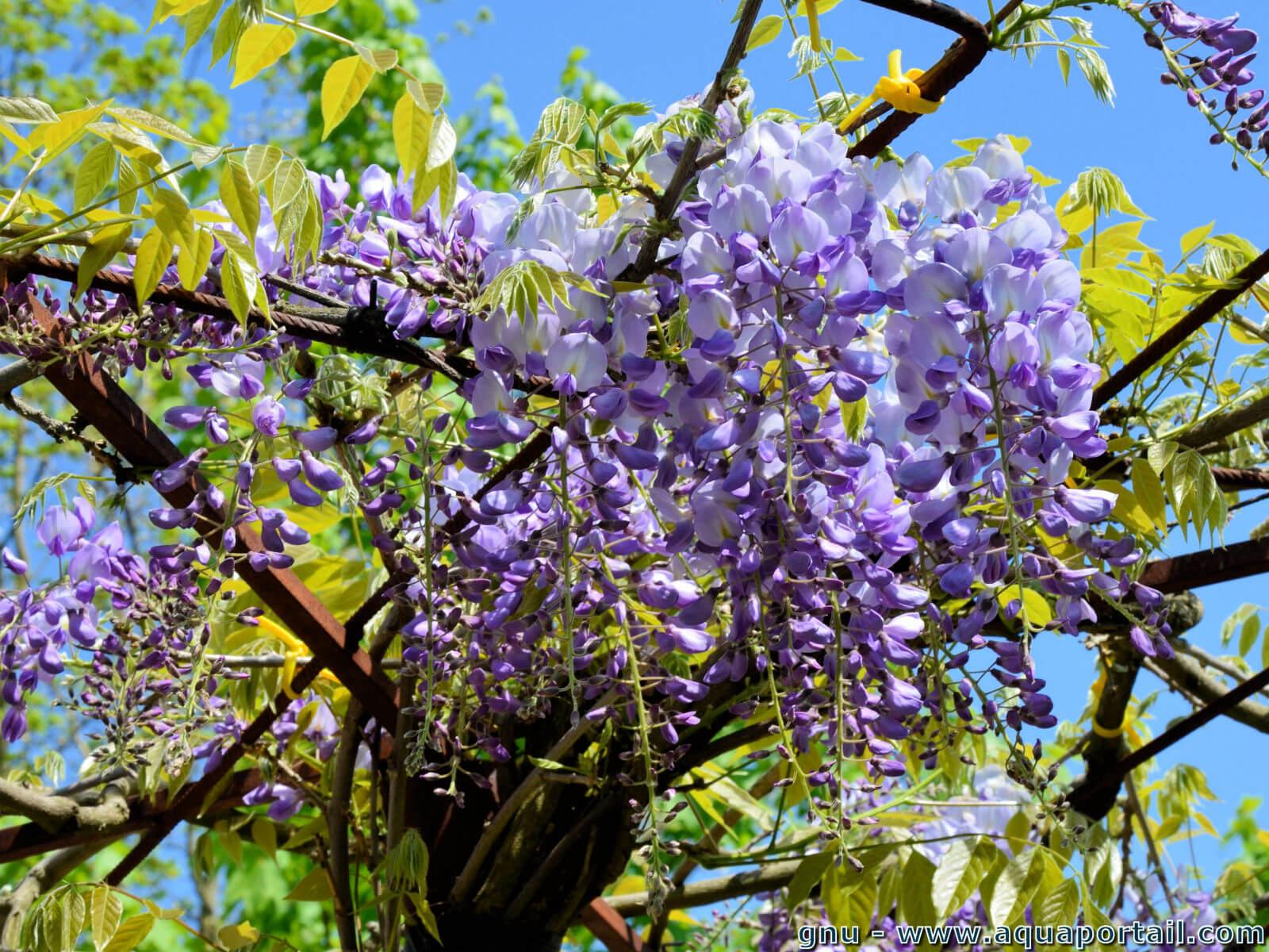 Glycine : définition et explications