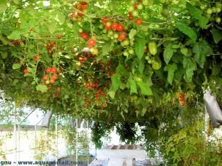 Une culture hydroponique de tomates