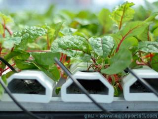 Une hydroculture de choux en ferme hydroponique