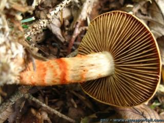 Un champignon lamelliforme