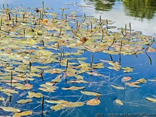 Des potamots nageants Potamogeton natans en fleurs