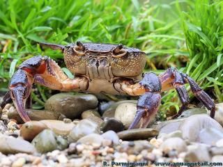 Potamon fluviatile est le crabe des fleuves