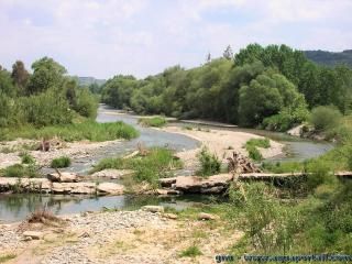 Un potamon d'un crous d'eau douce