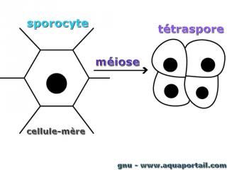 Schma d'obtention d'un ttraspore par miose