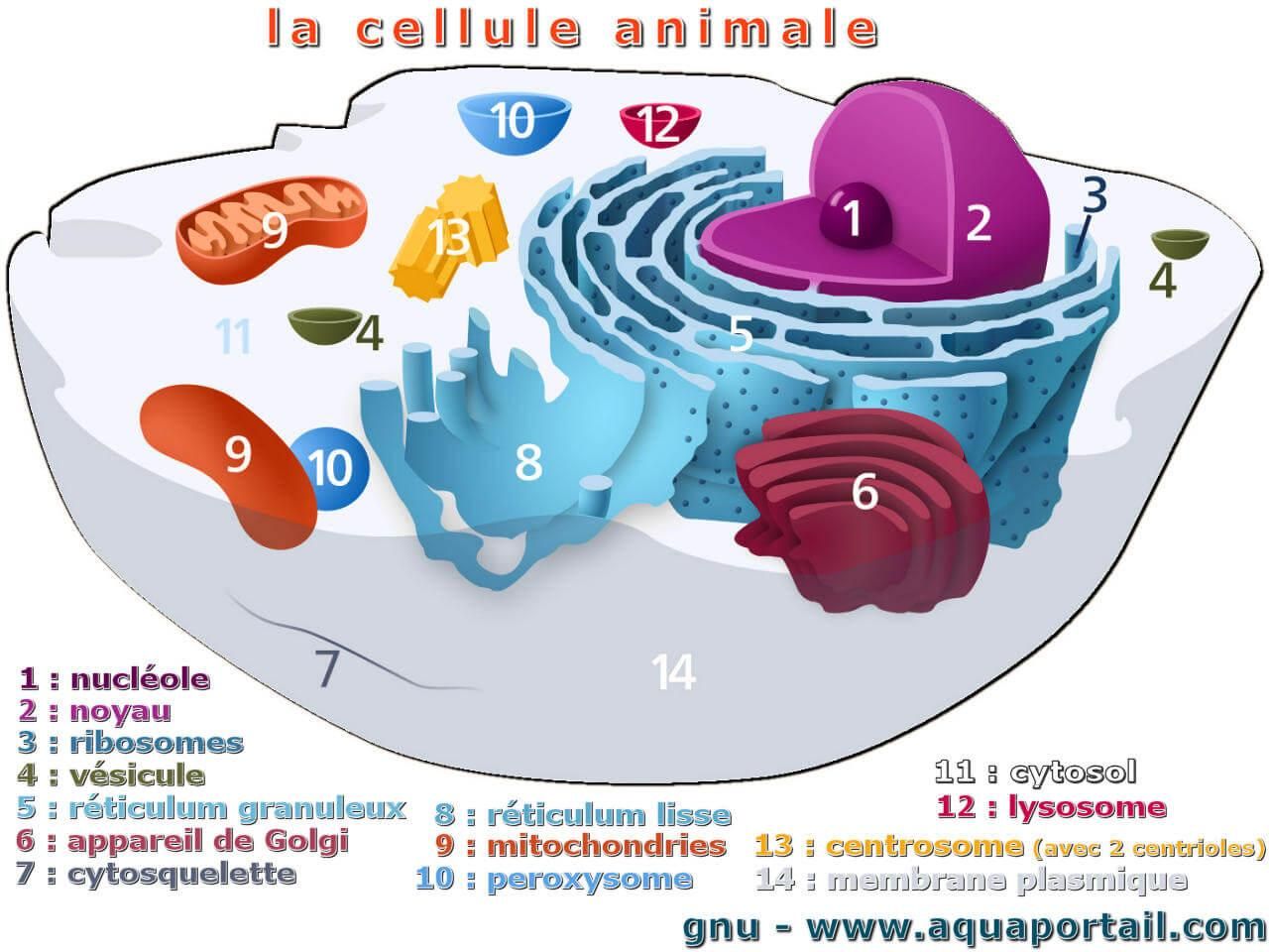 Lysosome D finition Et Explications