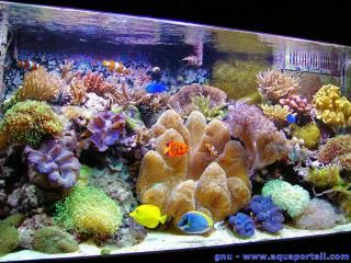 Un aquarium rcifal de grand volume