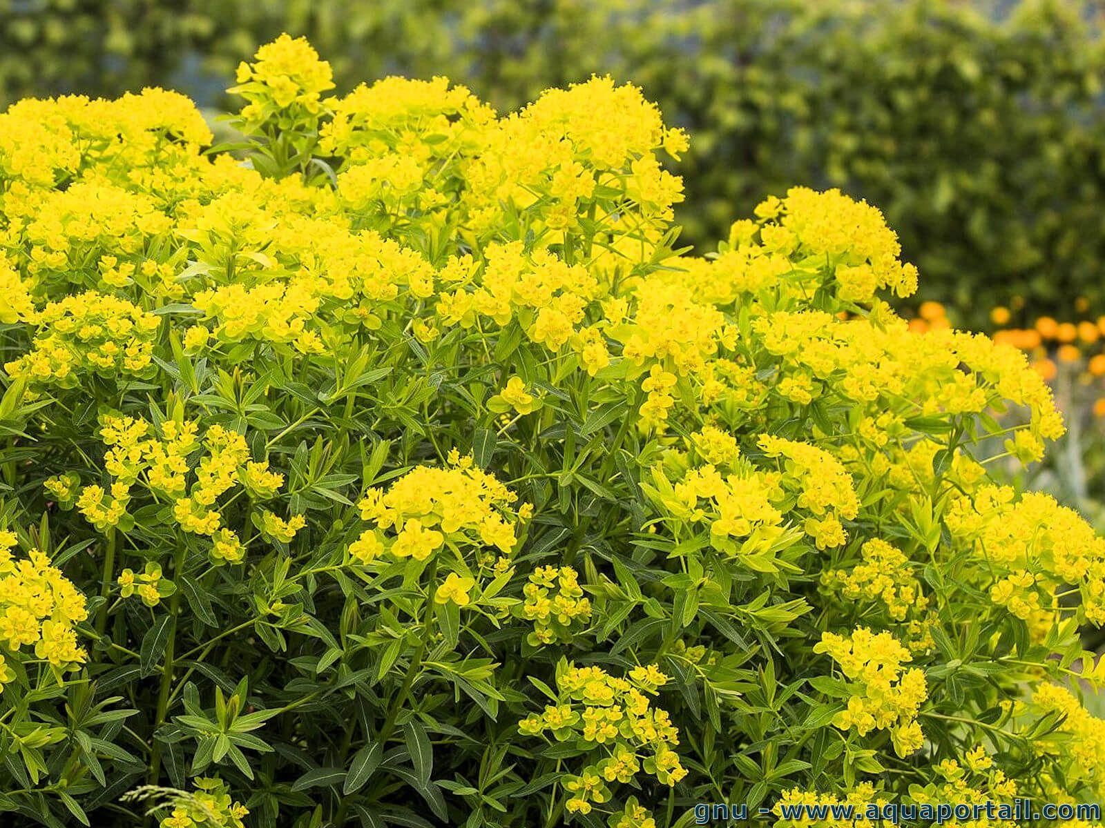 Euphorbia palustris (euphorbe des marais)