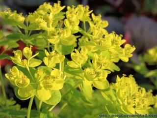 Inflorescences avec cyathes jaunes de Euphorbia palustris