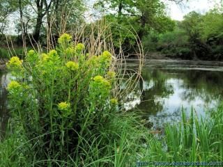 Euphorbaie de Euphorbes des marais