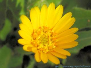 La fleur orange de Calendula arvensis