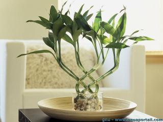 Des branches de lucky bamboo Dracanea braunii en pot