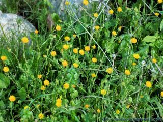 Groupe de soucis des champs Calendula arvensis en milieu naturel