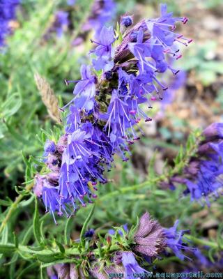 Sommit fleurie de Hyssopus officinalis