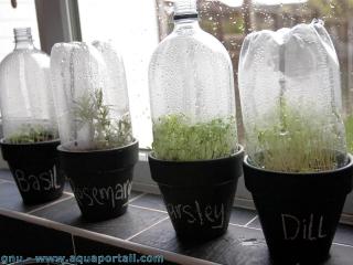 Des mini-serres en cloche, de simples bouteilles transformes