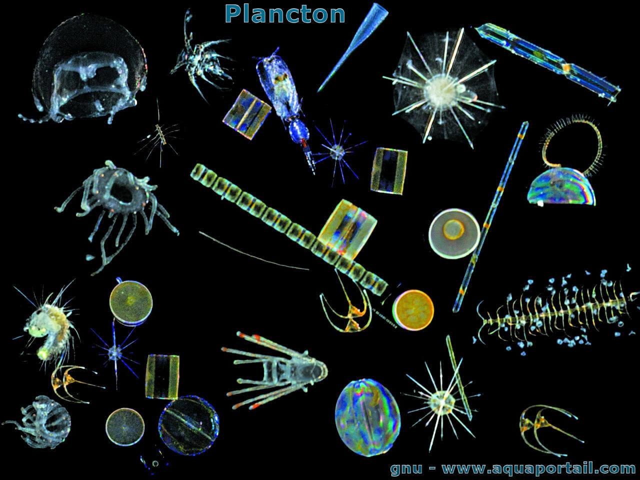 Plancton D finition Et Explications Plancton D finition Et Explications