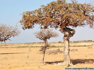 L'arbre  myrrhe Commiphora molmol