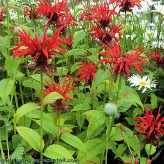 Groupe fleuri de monardes Monarda didyma