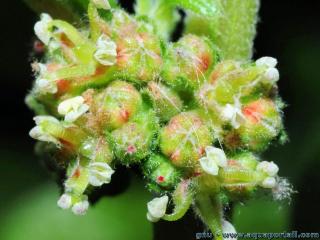 Inflorescence avec fleurs de la paritaire Parietaria officinalis