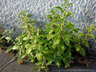 Plantation pour culture de la paritaire officinale
