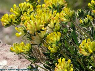 La plante anthyllide vulnraire Anthyllis vulneraria