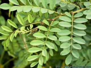 Le feuillage de Indigofera tinctoria