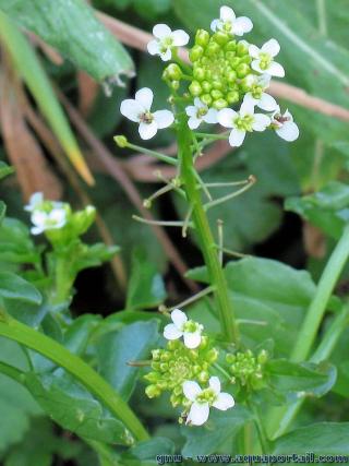 Les fleurs blanches du cresson  petites feuilles Nasturtium mircophyllum