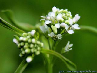 Una inflorescencia blanca de Lepidium sativum