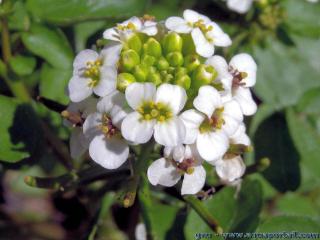 Detalles de las flores de Nasturtium officinale