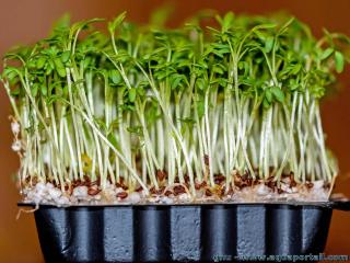 Germinacin de los brotes de berro de jardn Lepidium sativum