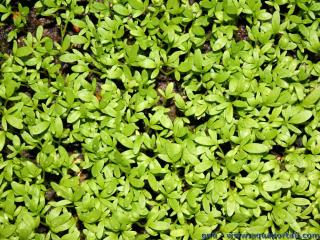 Cultivo de plantas jvenes de berro Lepidium sativum