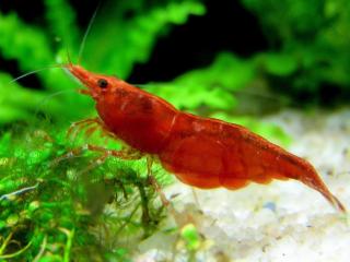 Crevette Neocaridina davidi Red Fire