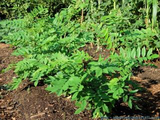 Plantation de culture d'indigotiers Indigofera tinctoria