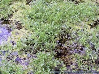 Une plantation naturelle de Nasturtium microphyllum