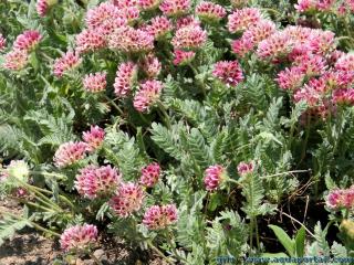 La plante vulnraire des montagnes Anthyllis montana