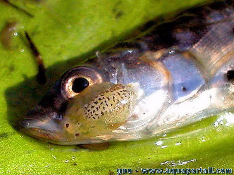 Nosaquariums, la faune d'aquarium, poisson, téléostéen, bactérie