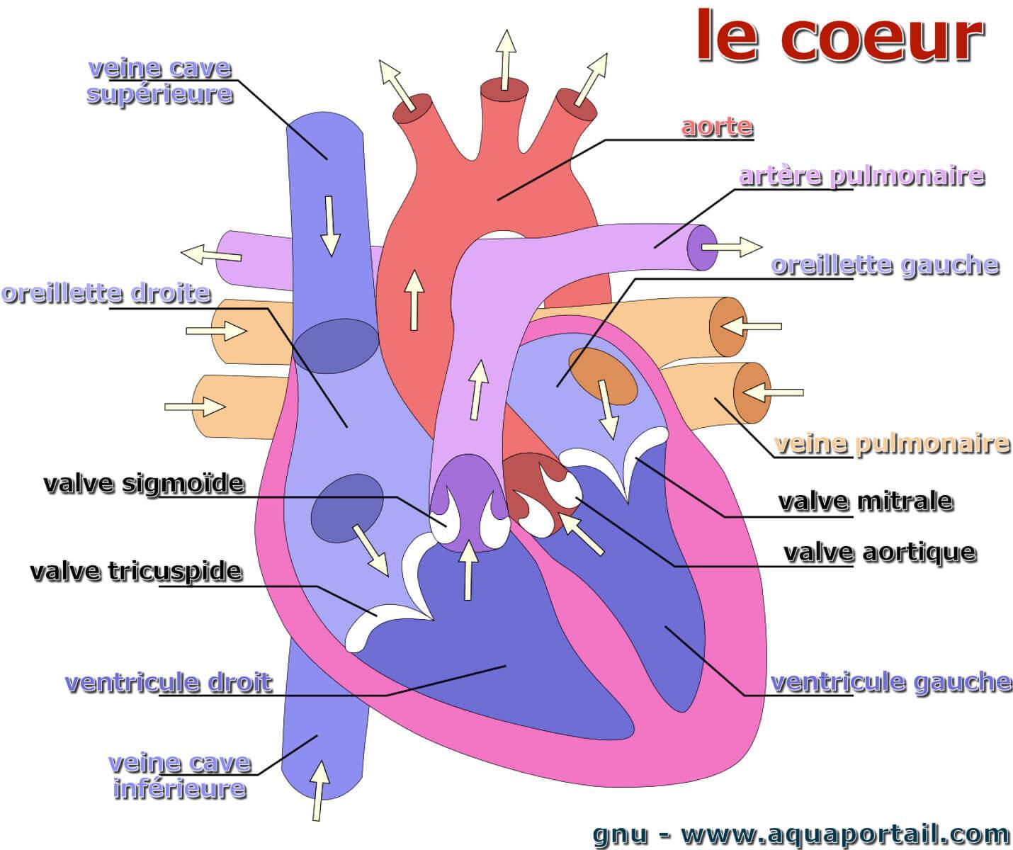 Coeur D finition Et Explications Coeur D finition Et Explications