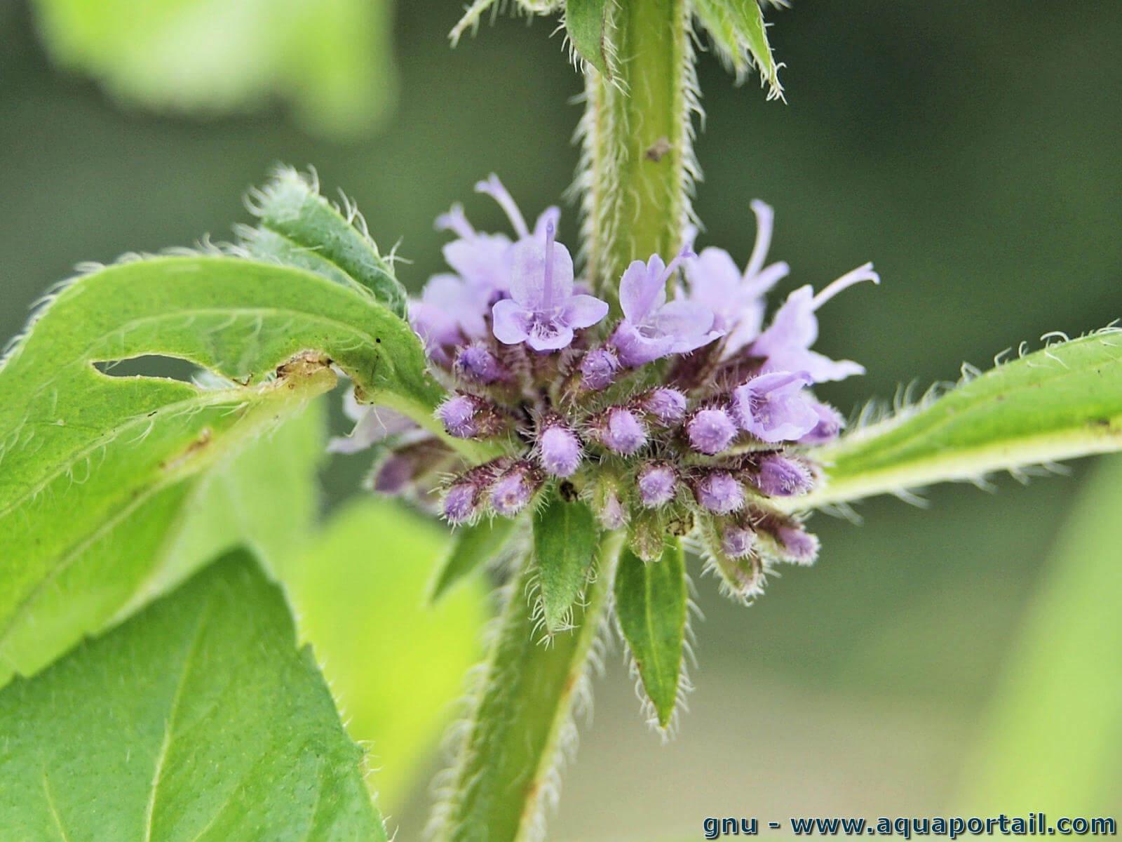 Mentha Arvensis Mentha Arvensis