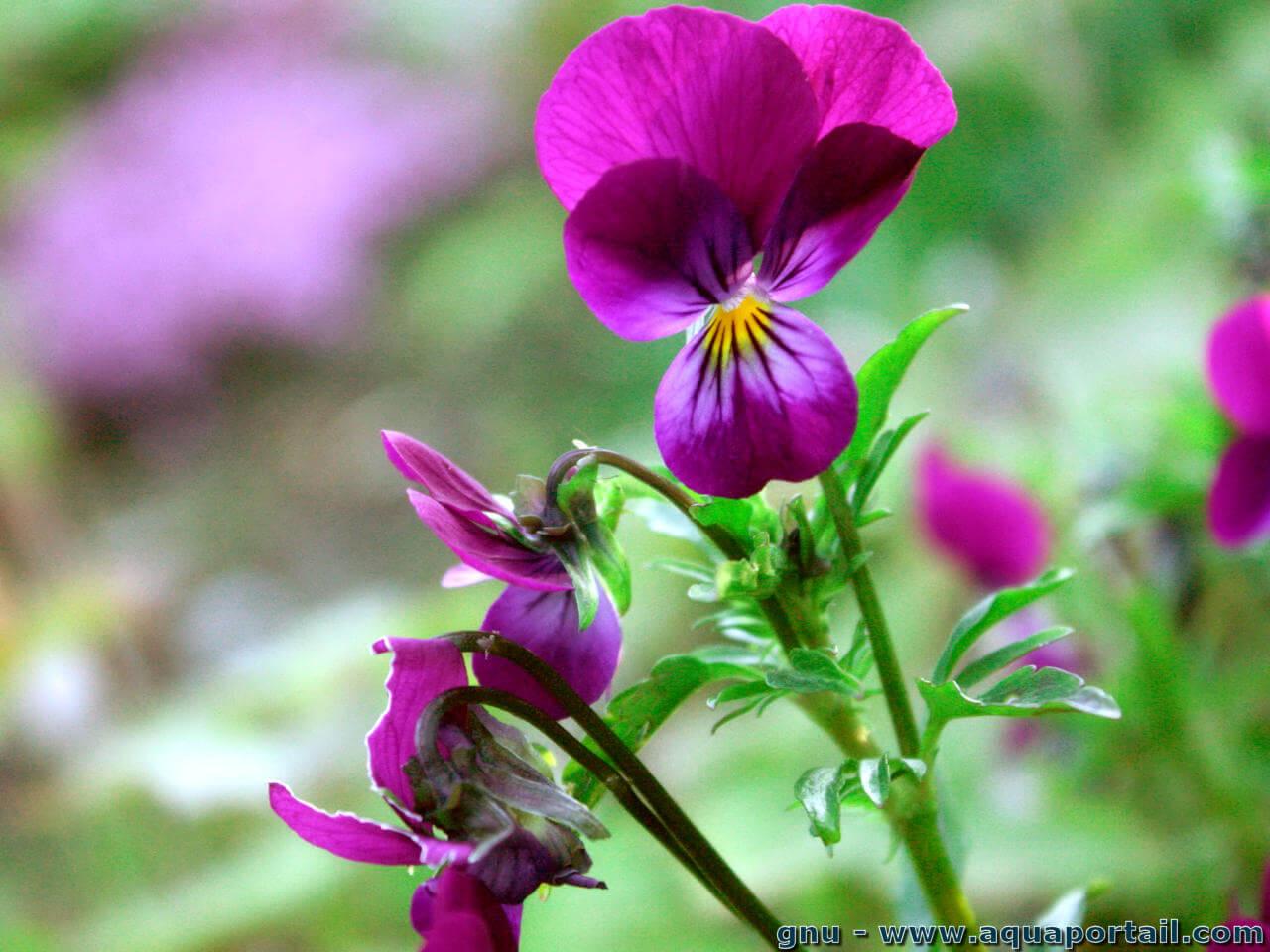 Viola tricolor (Pensée sauvage, Violette tricolore) – AquaPortail