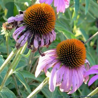 Les cnes de fleurs de l'chinace  feuilles troites