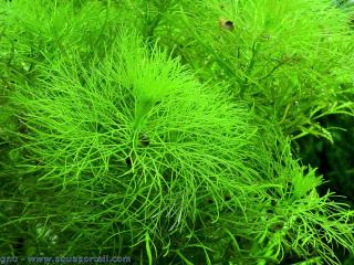 Dtails des feuilles ambulie aquatique Limnophila aquatica