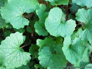 Les feuilles en rosettes de l'herbe  ail Alliaria petiolata