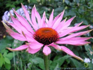 Gros plan d'une fleur de Echinacea angustifolia