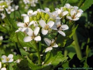 Dtails des fleurs de Alliaria petiolata officinalis
